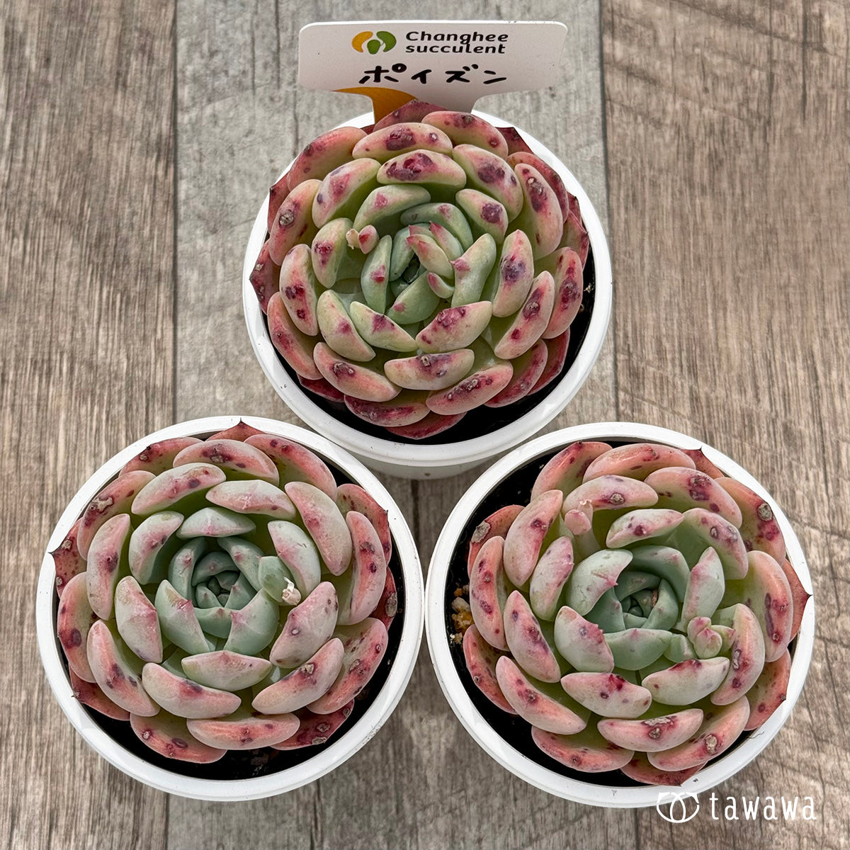 *新発売* ポイズン(チャンヒー農園)【tawawaハウス苗】