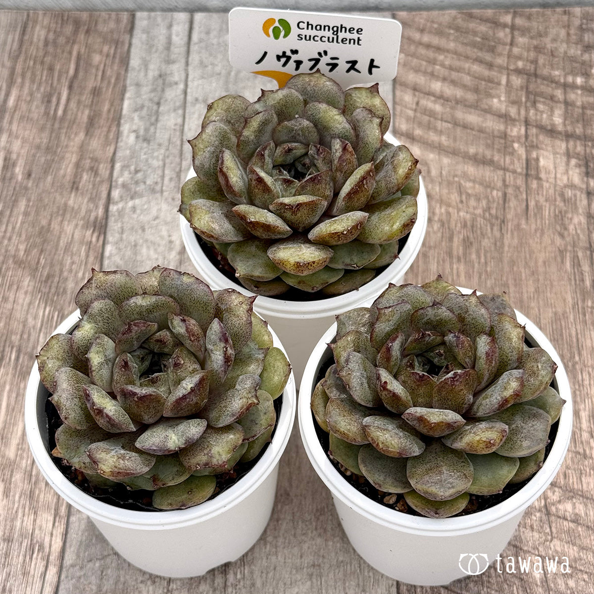 *新発売* ノヴァブラスト(チャンヒー農園)【tawawaハウス苗】