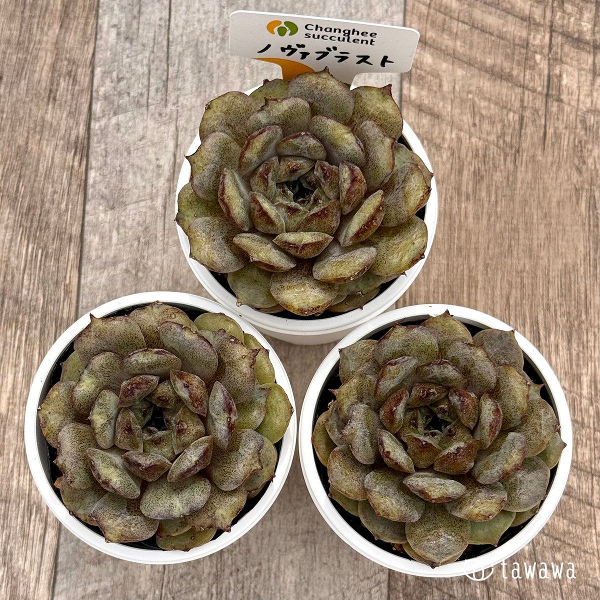 *新発売* ノヴァブラスト(チャンヒー農園)【tawawaハウス苗】