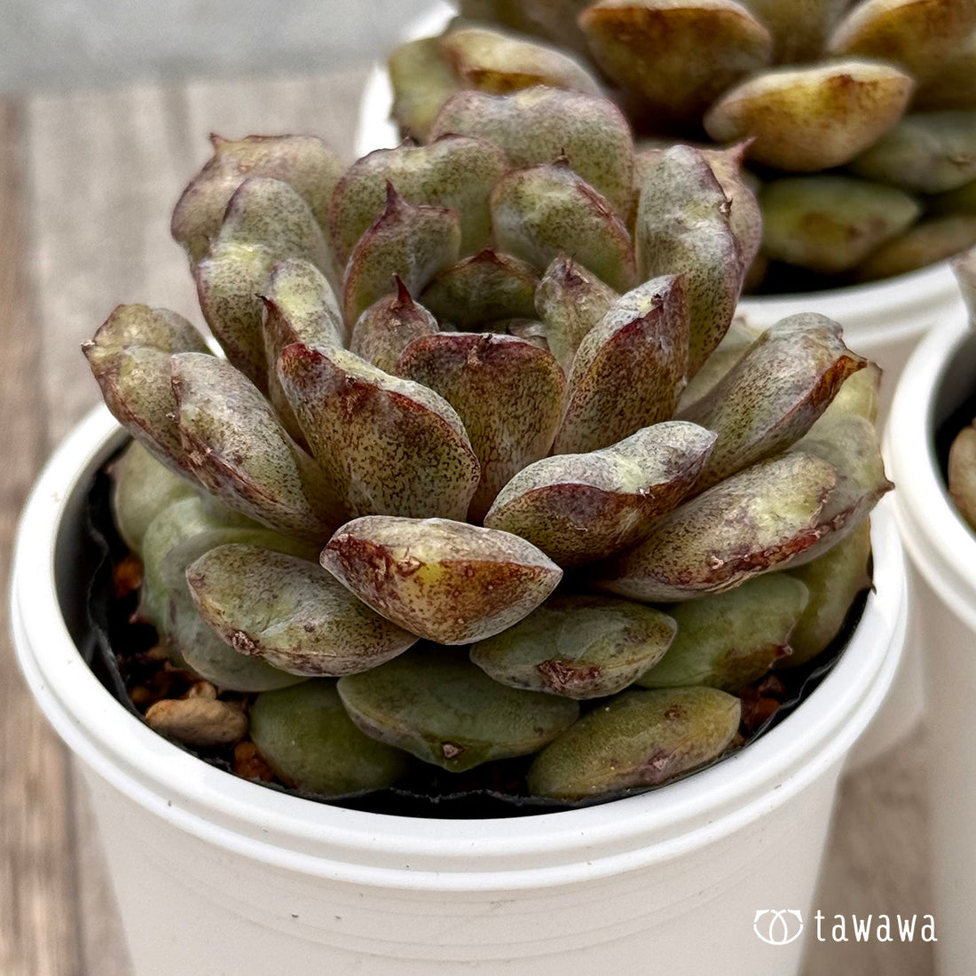 *新発売* ノヴァブラスト(チャンヒー農園)【tawawaハウス苗】