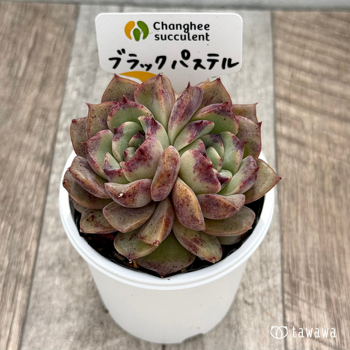 *新発売* ブラックパステル1(チャンヒー農園)【tawawaハウス苗】