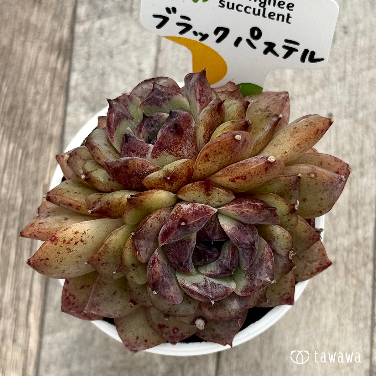 *新発売* ブラックパステル2(チャンヒー農園)【tawawaハウス苗】