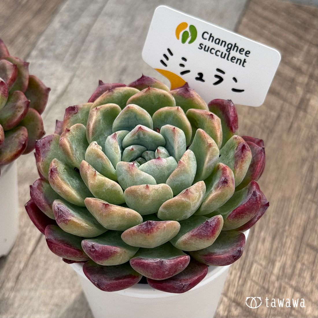 *新発売* ミシュラン(チャンヒー農園)【tawawaハウス苗】