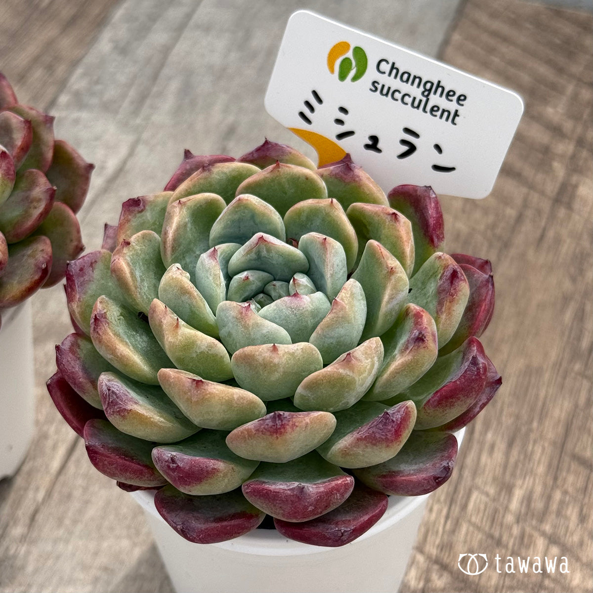 *新発売* ミシュラン(チャンヒー農園)【tawawaハウス苗】