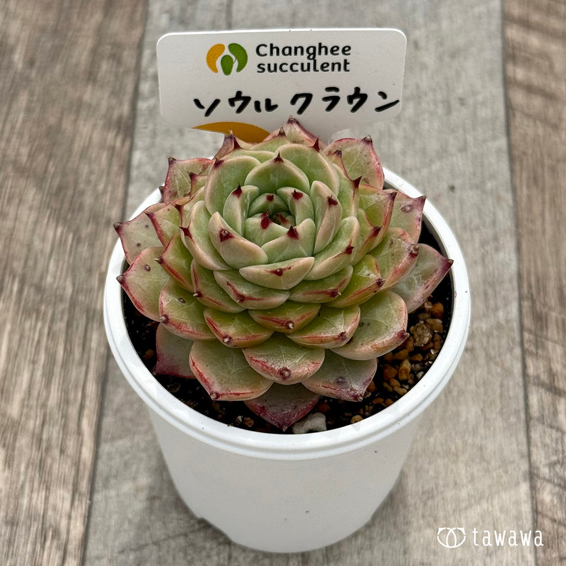 *新発売* ソウルクラウン(チャンヒー農園)【tawawaハウス苗】