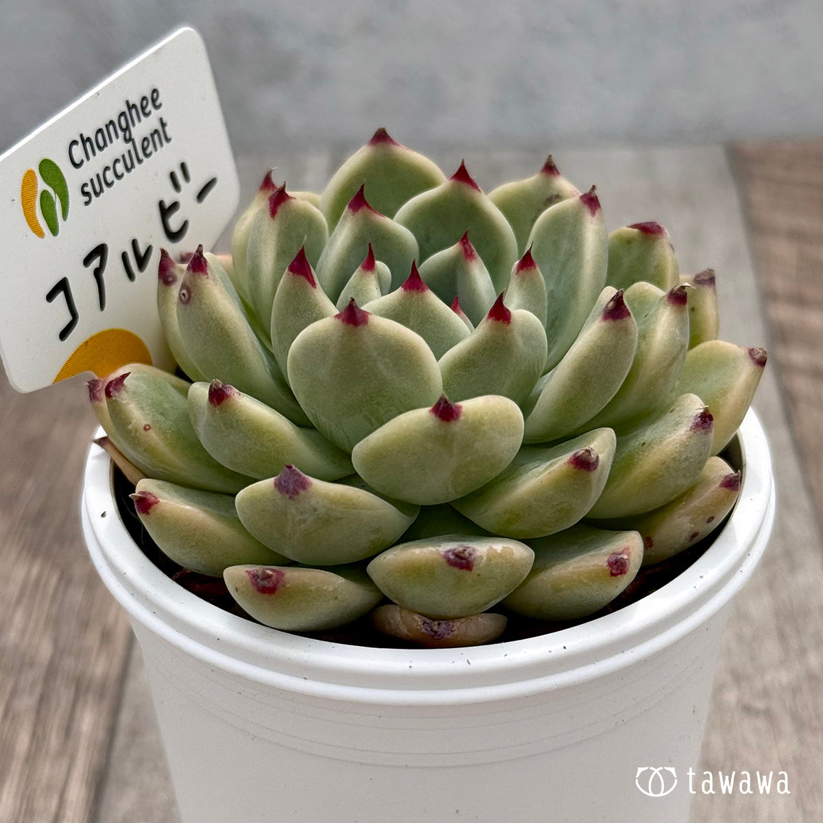 *新発売* コアルビー(チャンヒー農園)【tawawaハウス苗】