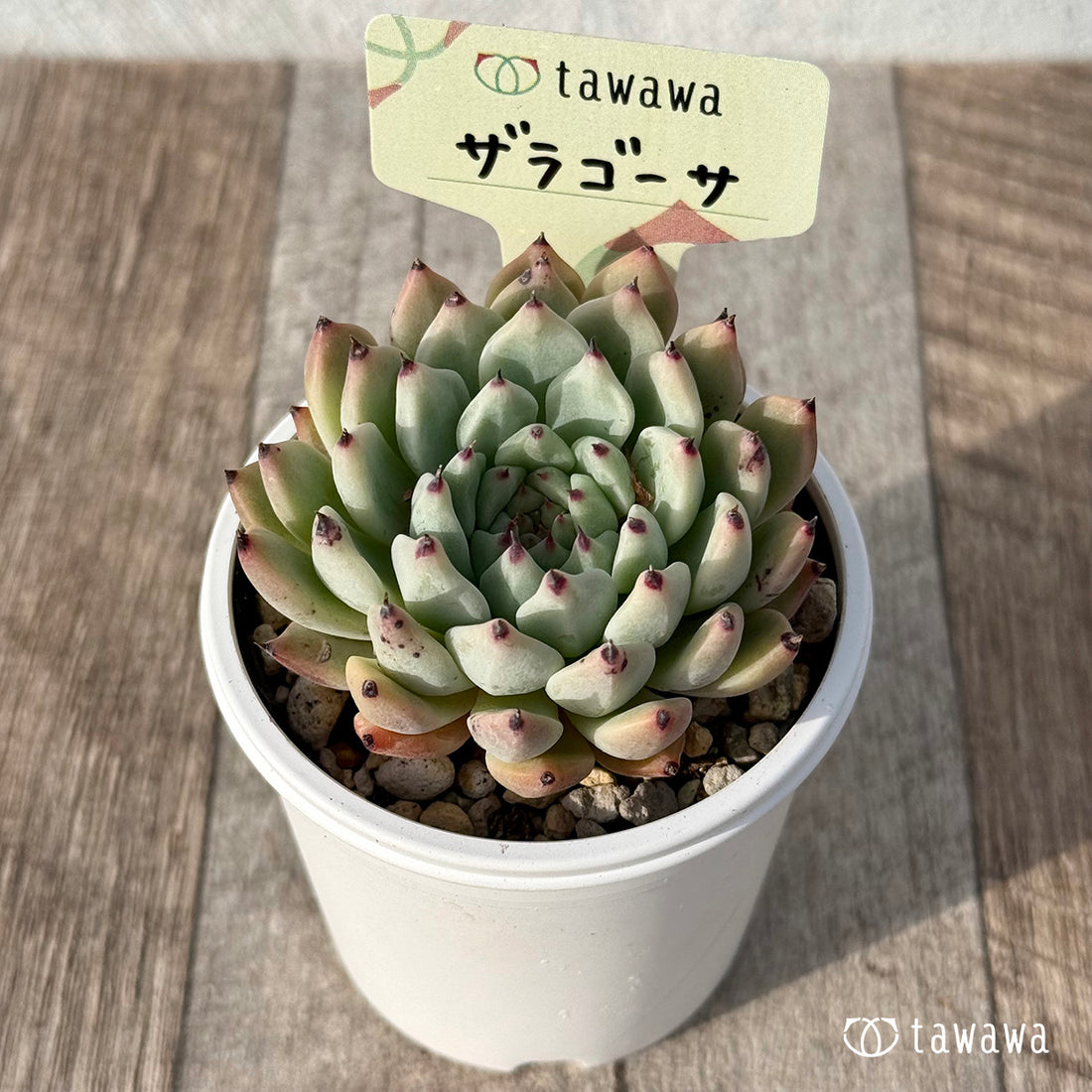 *新発売* ザラゴーサ2【tawawaハウス苗】