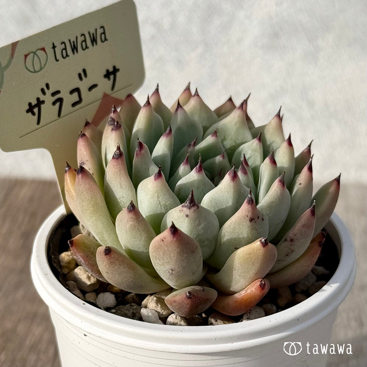 *新発売* ザラゴーサ2【tawawaハウス苗】