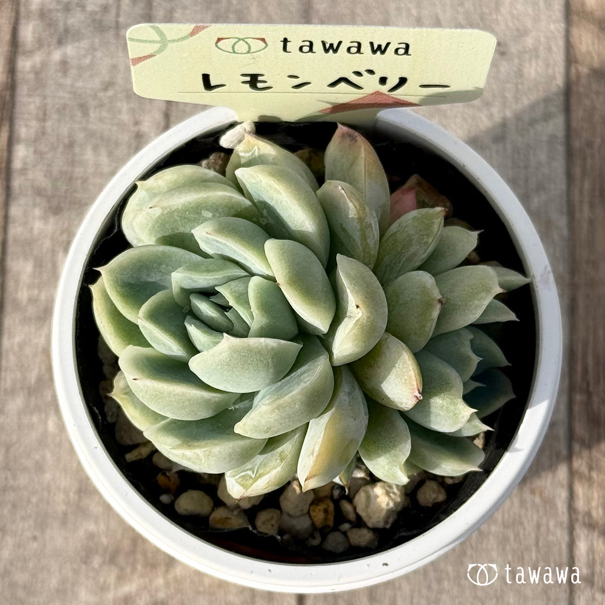 *新発売* レモンベリー【tawawaハウス苗】