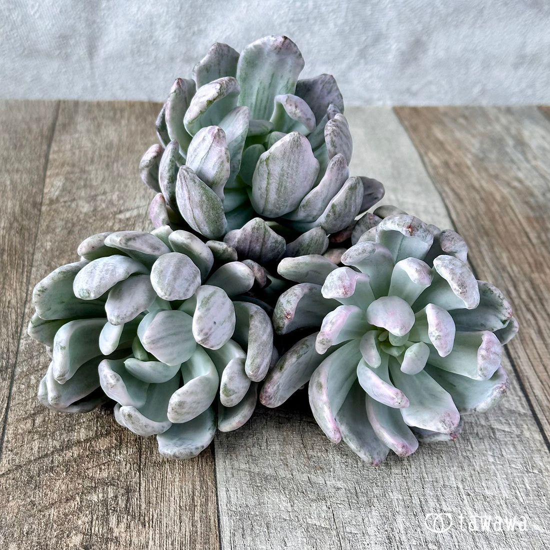 ロリーポリー錦