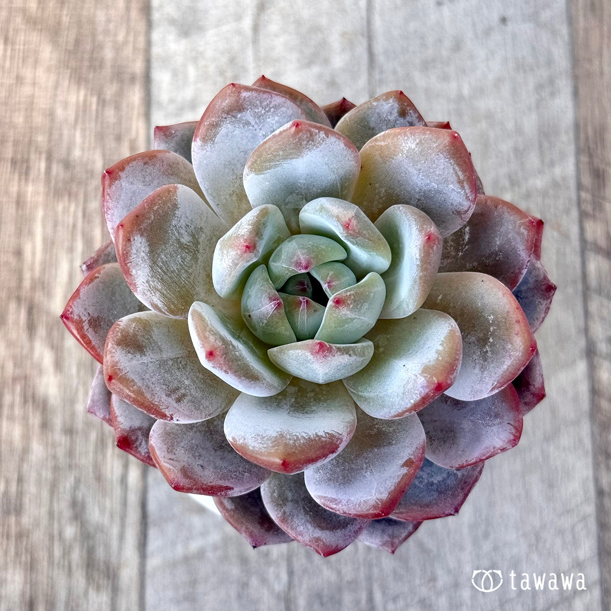 송영