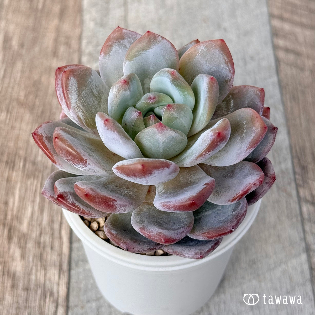 송영