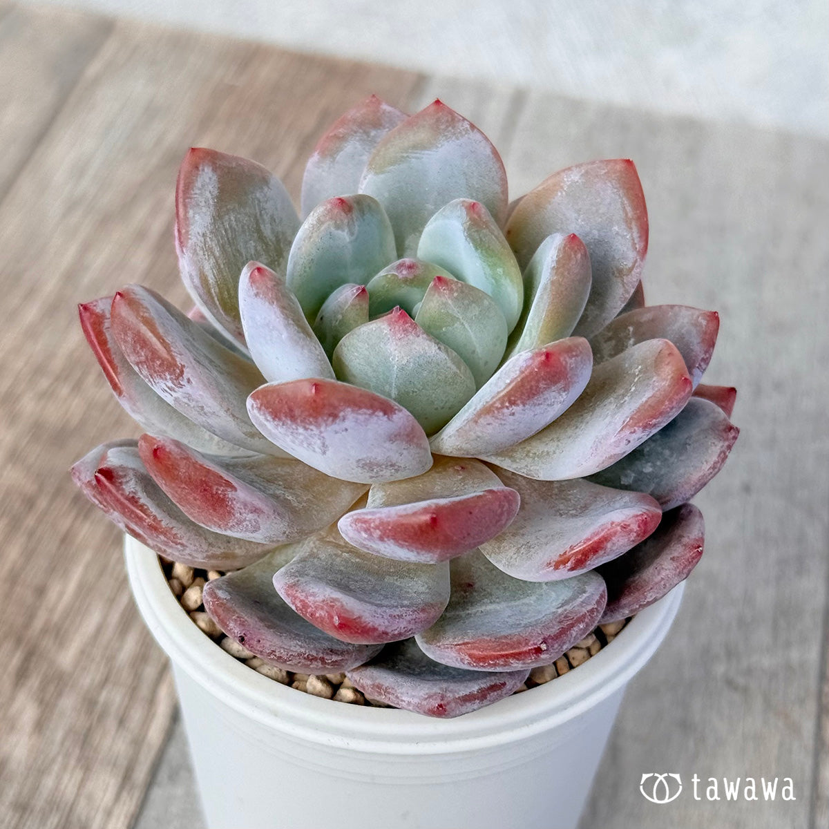 송영