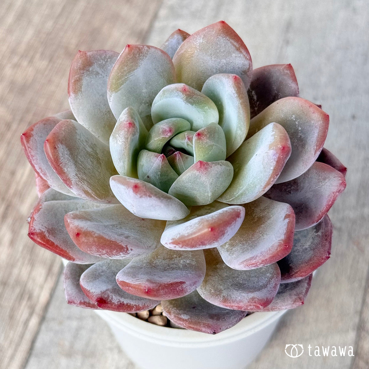 송영