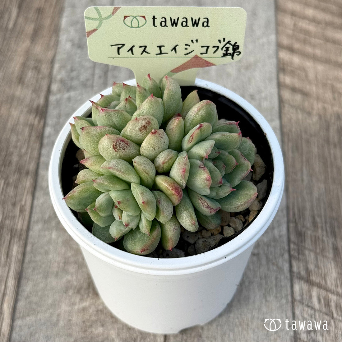 *新発売* アイスエイジ コブ錦【tawawaハウス苗】