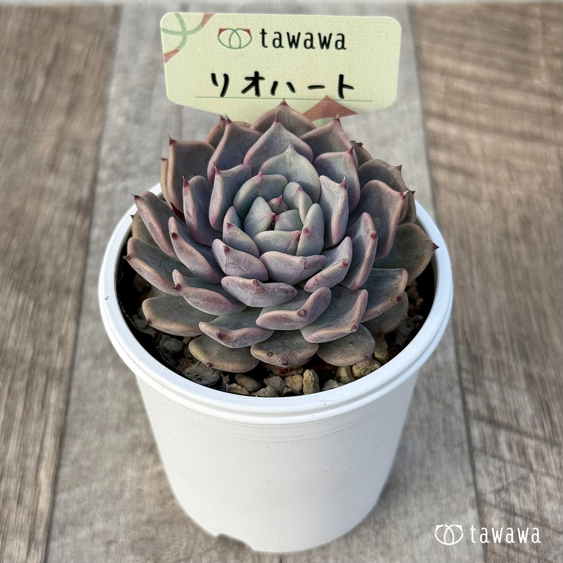 *新発売* リオハート1【tawawaハウス苗】