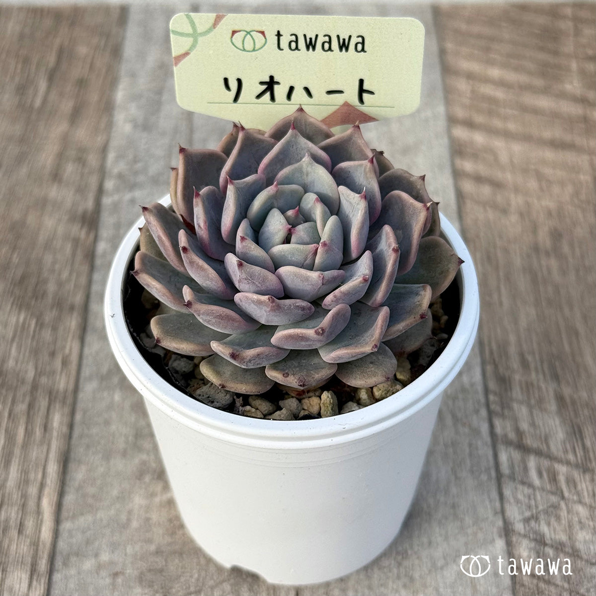 *新発売* リオハート1【tawawaハウス苗】