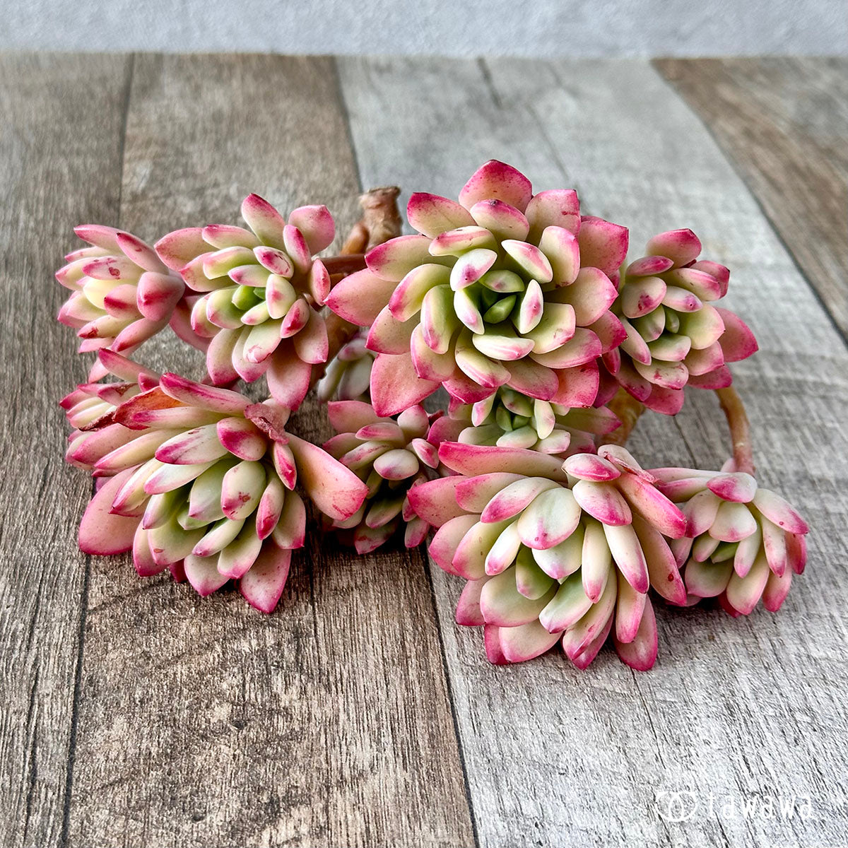 ミニベル錦