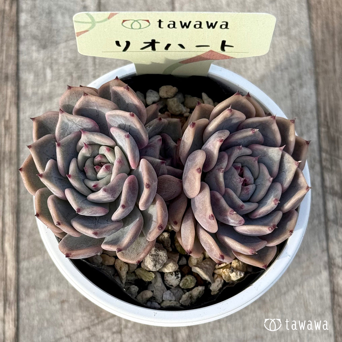 *新発売* リオハート2【tawawaハウス苗】