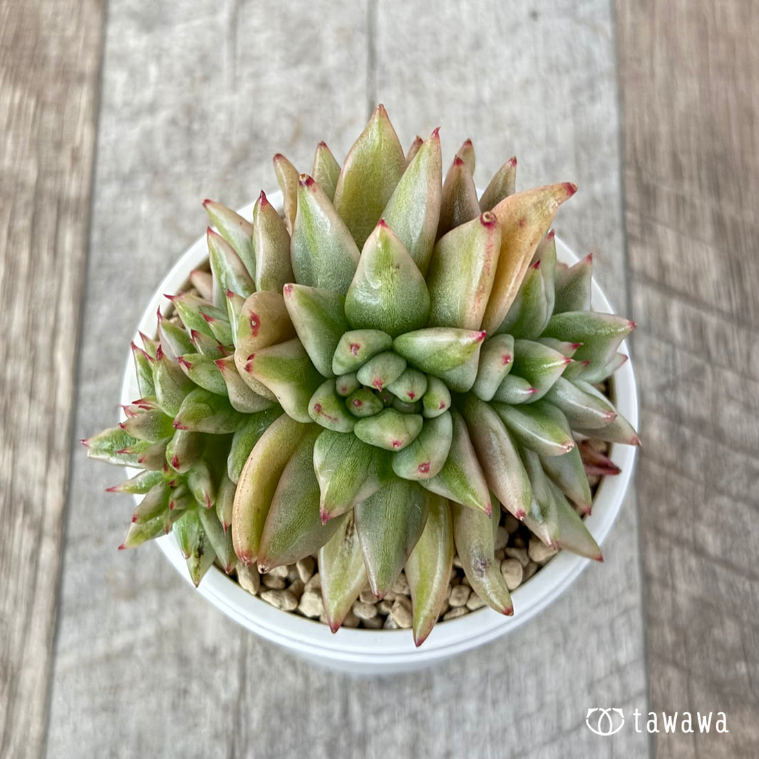 エルクホーン錦綴化①