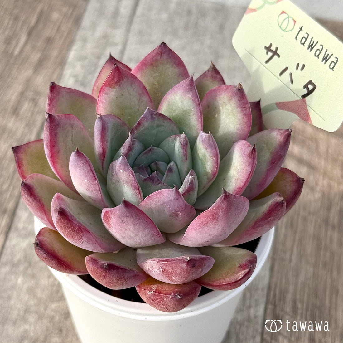 *新発売* サバタ(エアーマジック農園)【tawawaハウス苗】