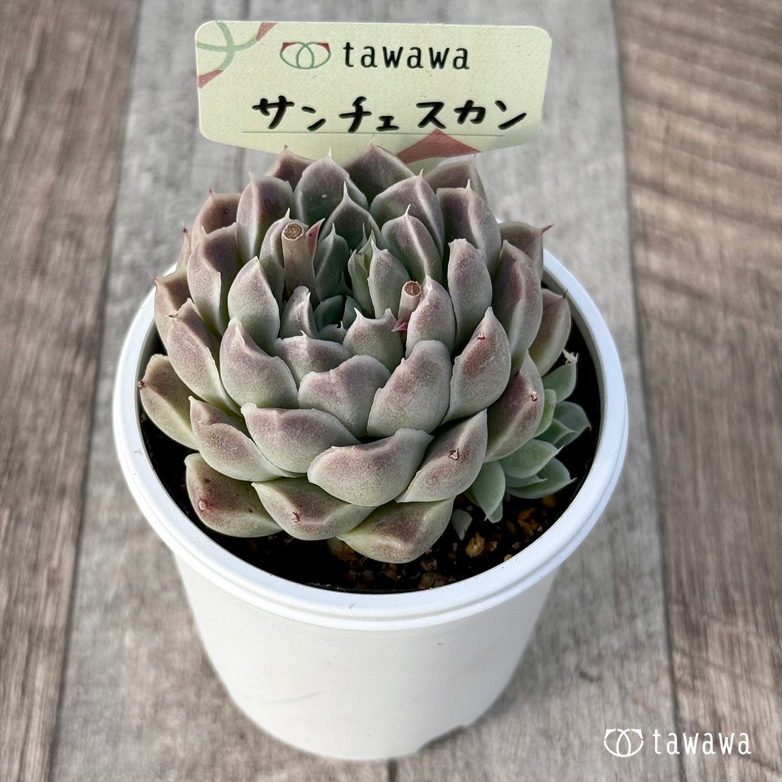 *新発売* サンチェスカン(エアーマジック農園)【tawawaハウス苗】