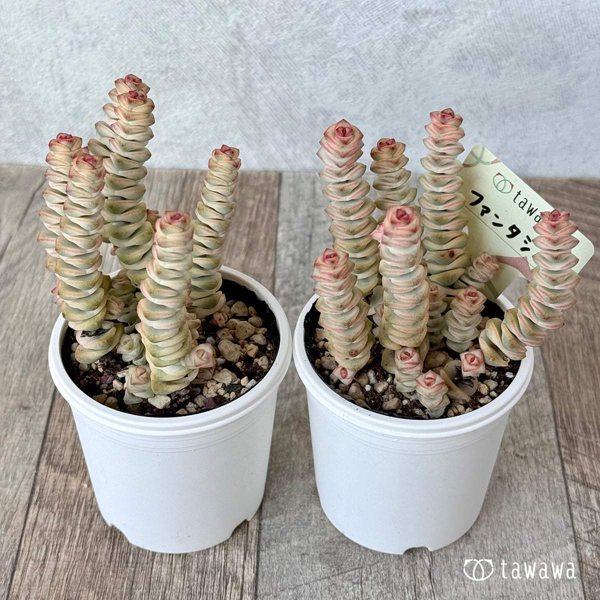 Mini Buddha Temple
