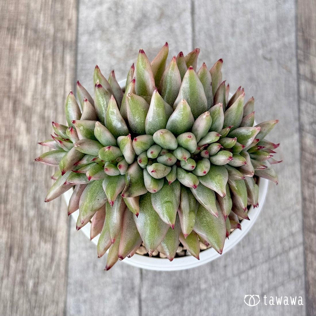 エルクホーン錦綴化②