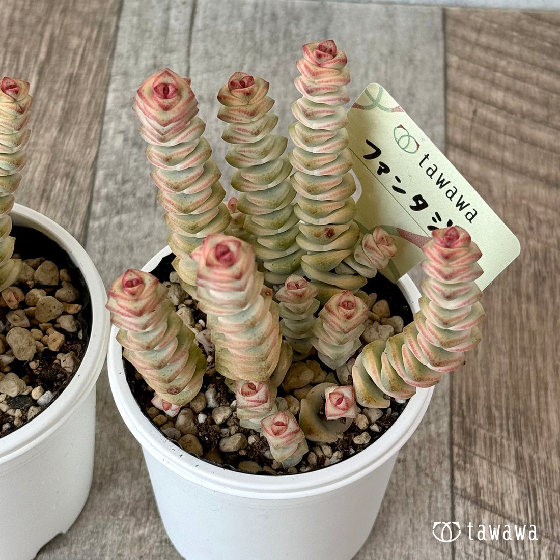 Mini Buddha Temple