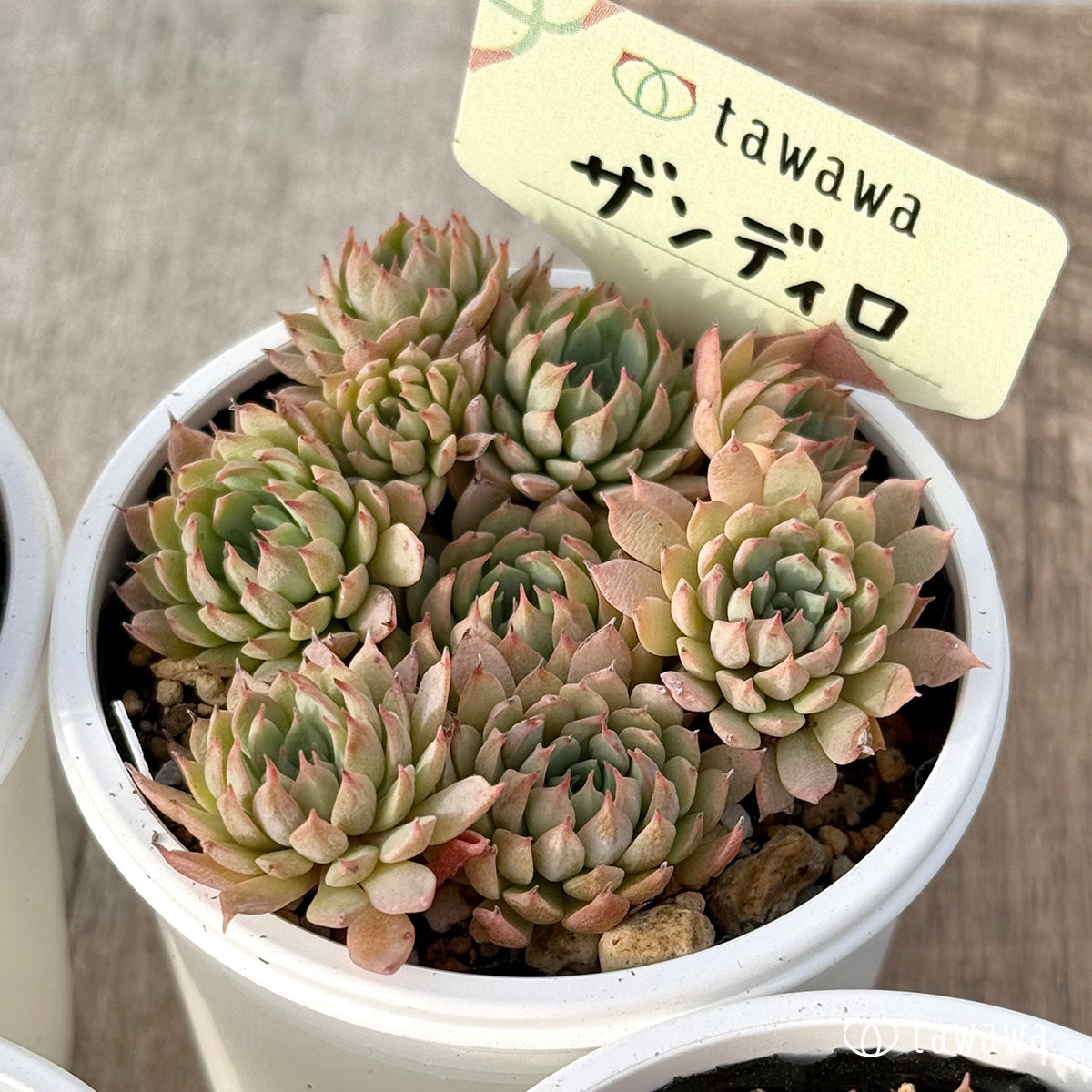 *新発売* ザンディロ(エアーマジック農園)【tawawaハウス苗】