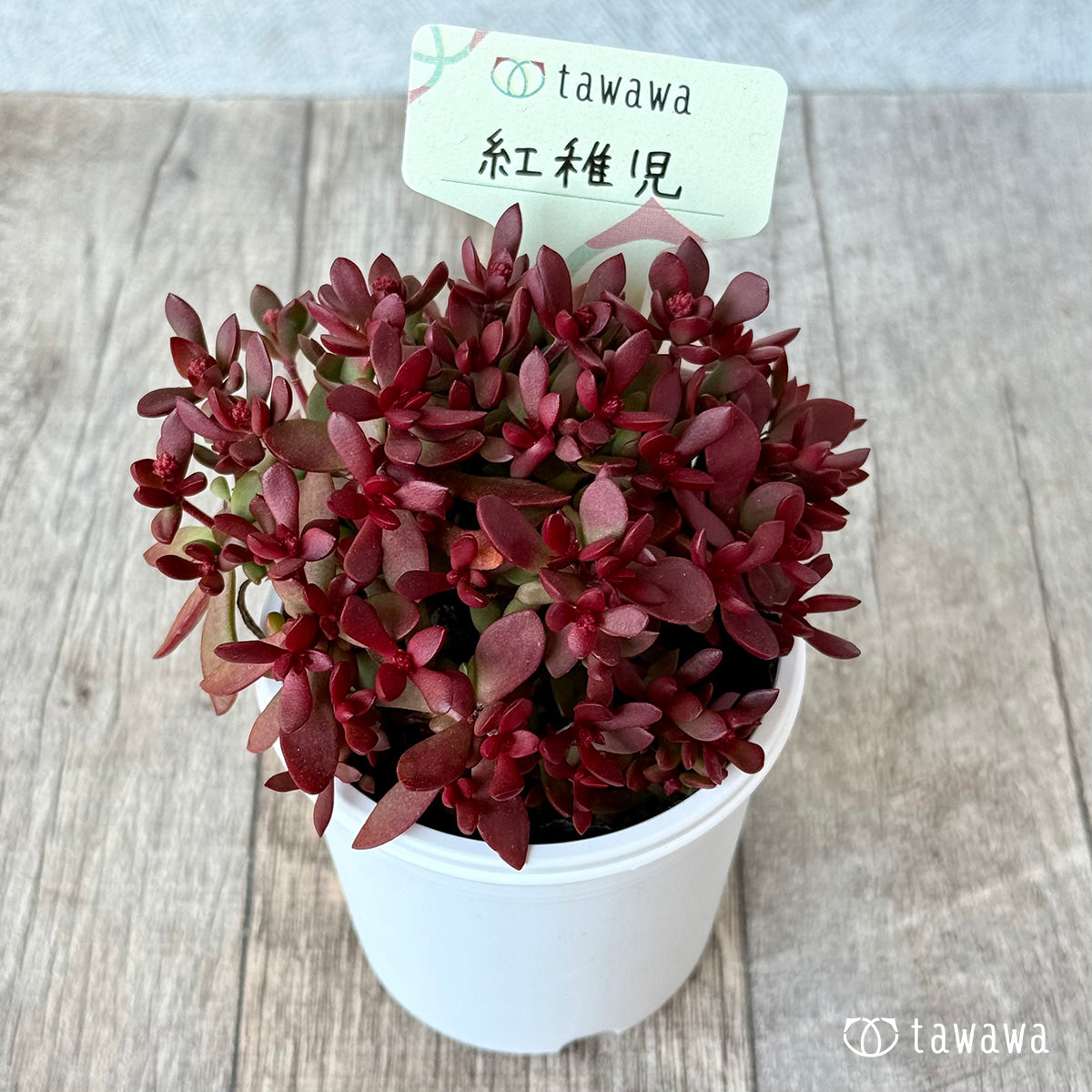 *新発売* 紅稚児【tawawaハウス苗】