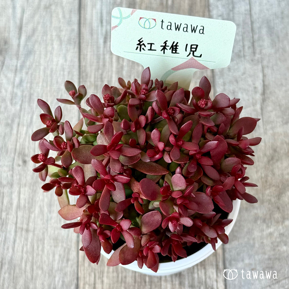 *新発売* 紅稚児【tawawaハウス苗】