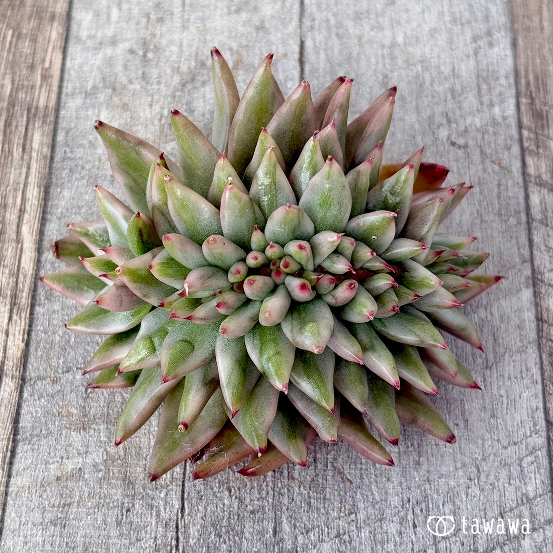 エルクホーン錦綴化③