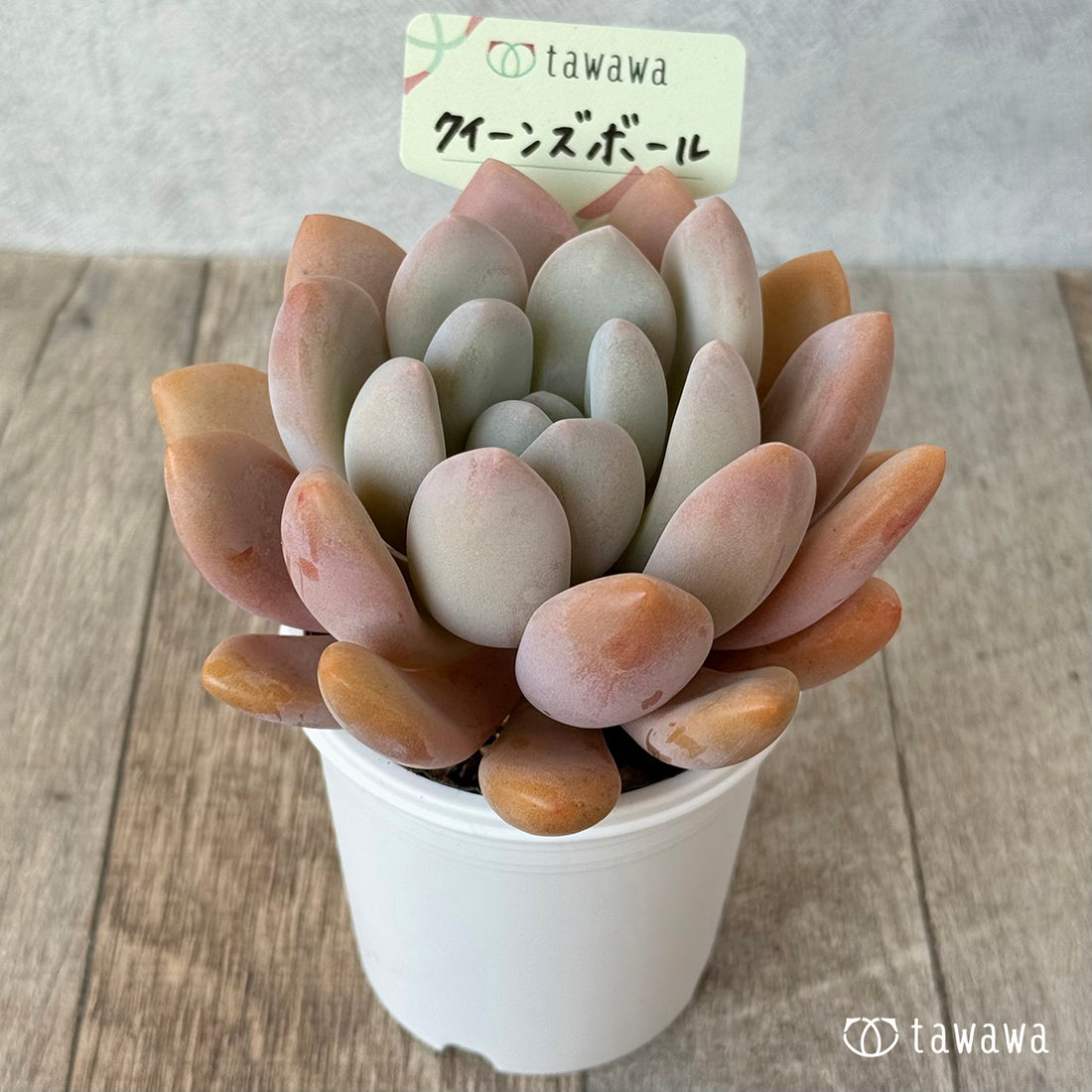 クイーンズボール(エアーマジック農園)【tawawaハウス苗】