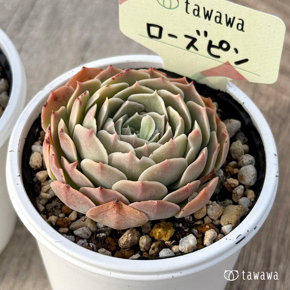 *新発売* ローズピン1(エアーマジック農園)【tawawaハウス苗】