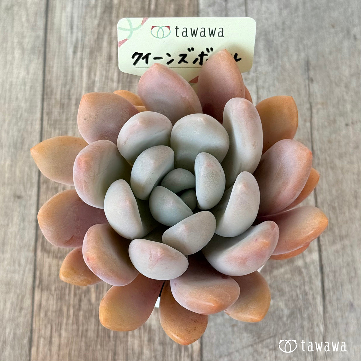 クイーンズボール(エアーマジック農園)【tawawaハウス苗】