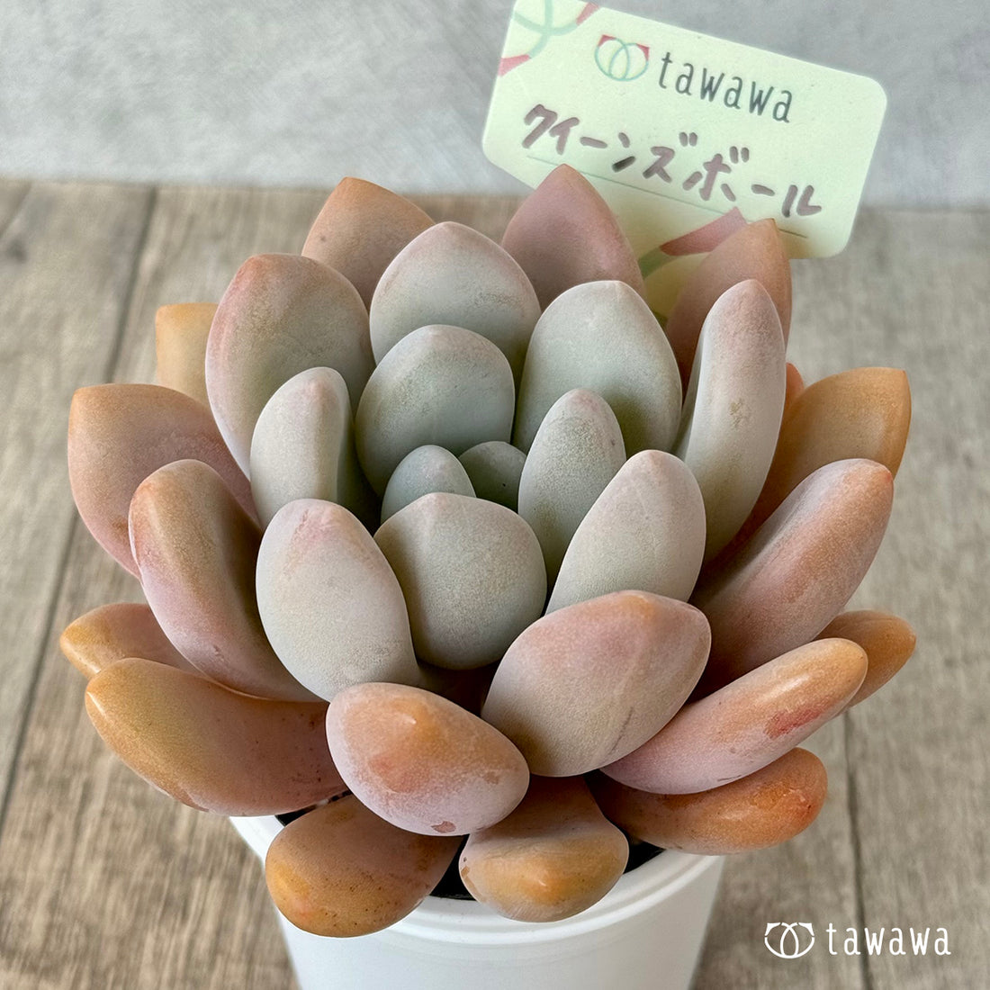 クイーンズボール(エアーマジック農園)【tawawaハウス苗】