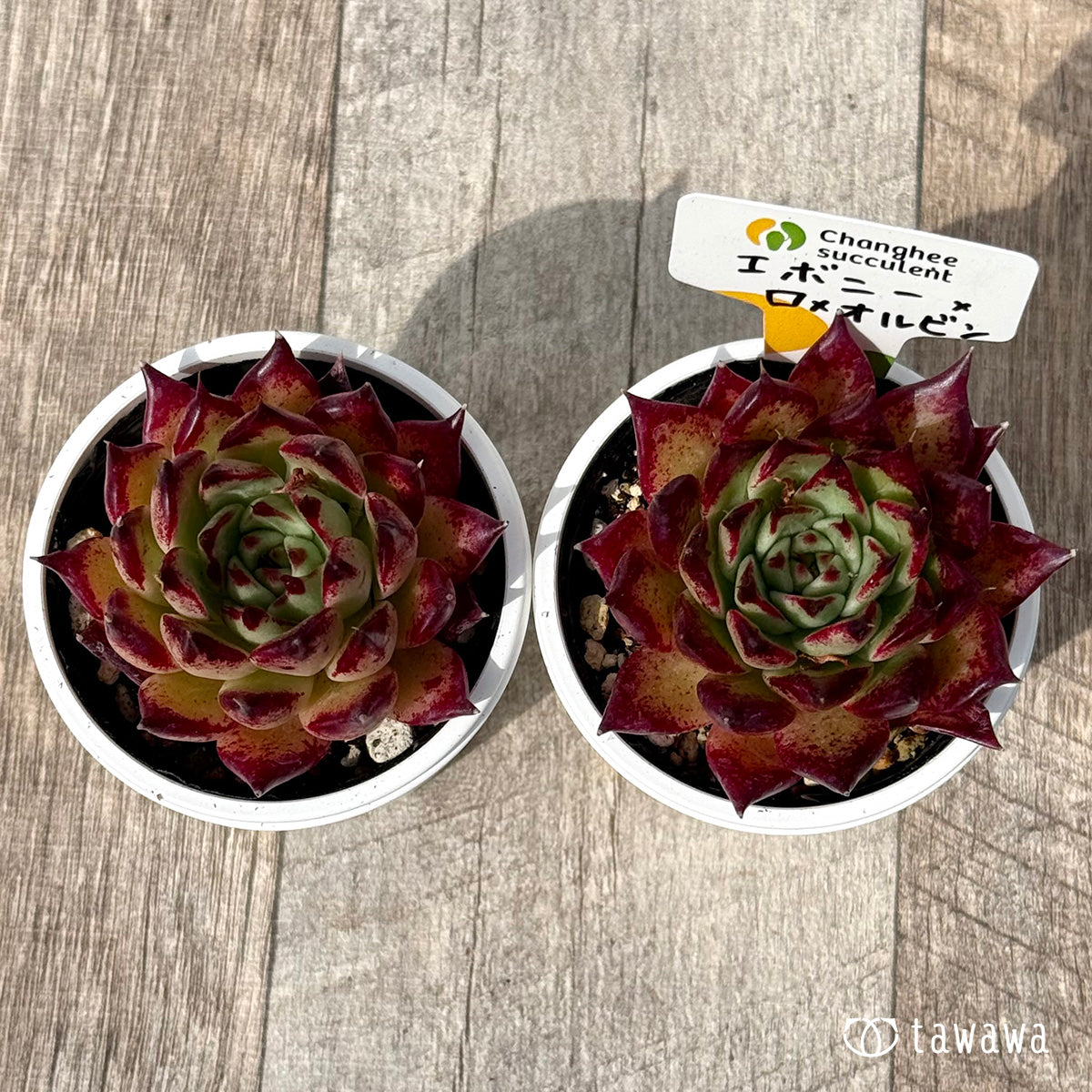 *新発売* エボニー×ロメオルビン2(チャンヒー農園)【tawawaハウス苗】