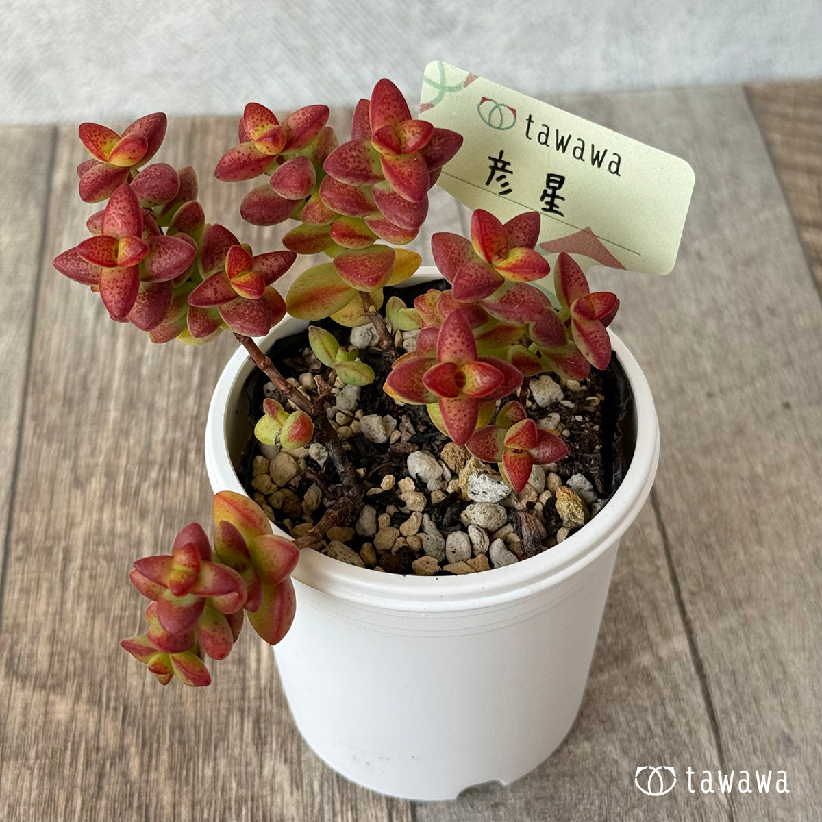 *新発売* 彦星【tawawaハウス苗】