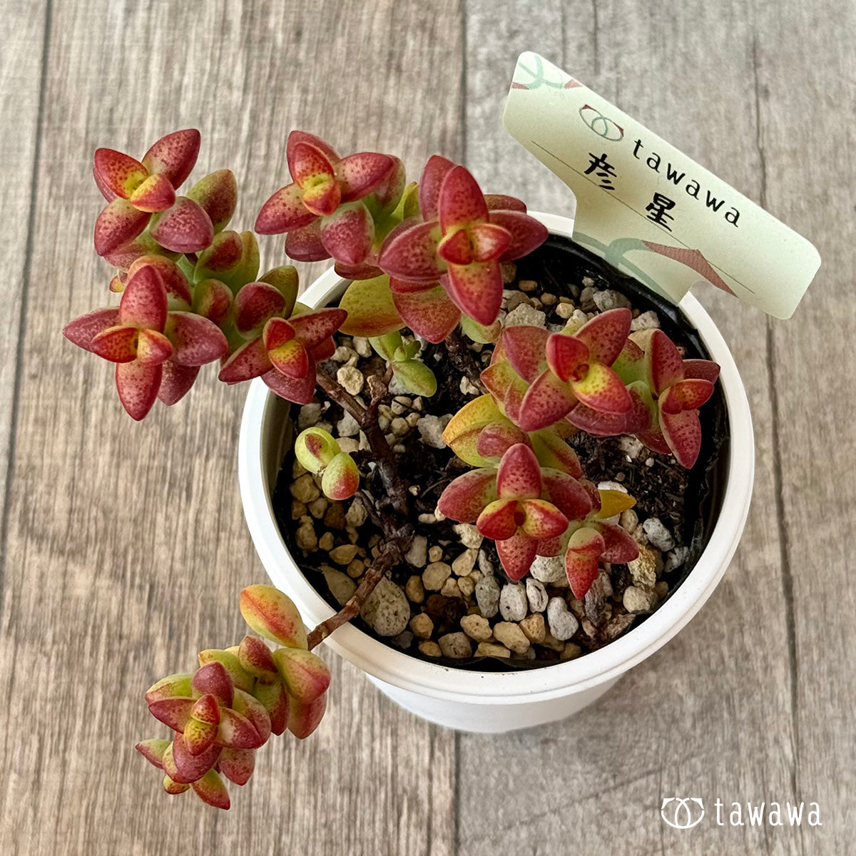 *新発売* 彦星【tawawaハウス苗】