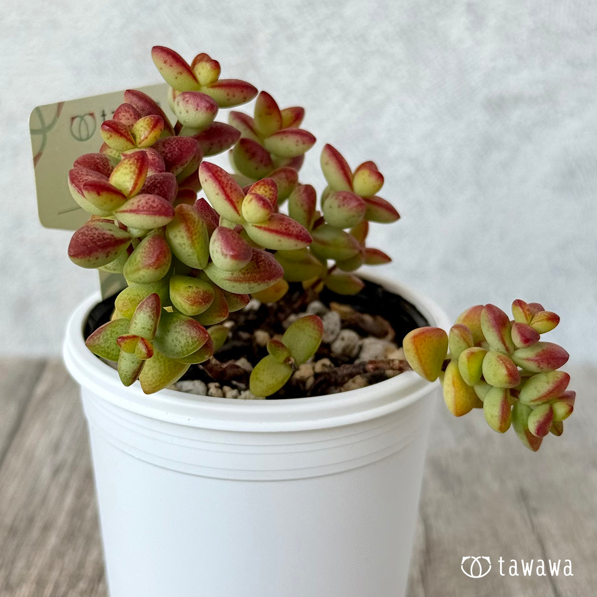 *新発売* 彦星【tawawaハウス苗】