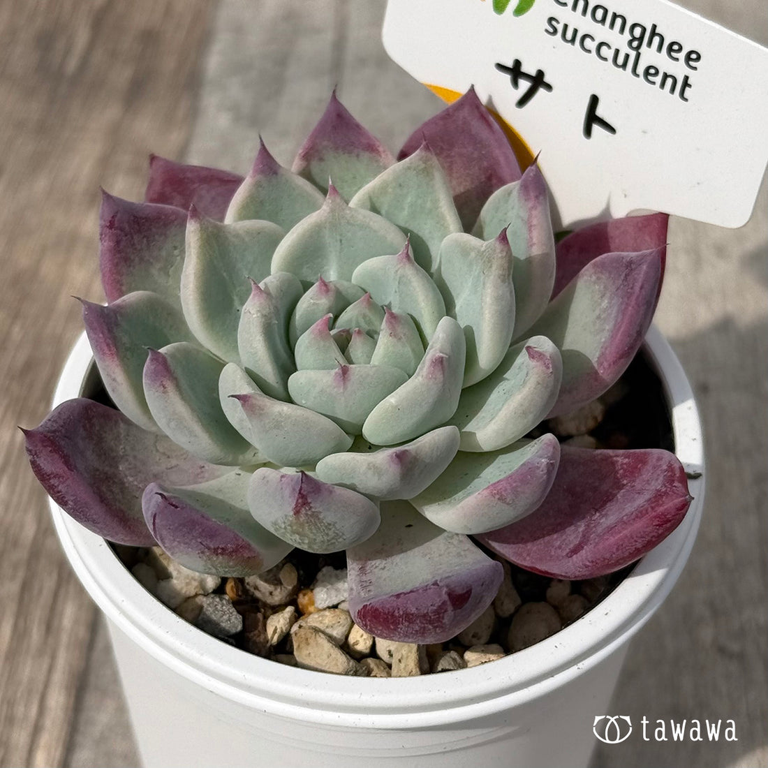 *新発売* サト(チャンヒー農園)【tawawaハウス苗】