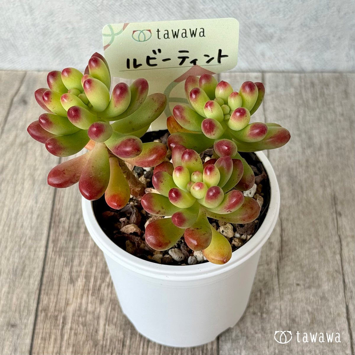 ルビーティント【tawawaハウス苗】
