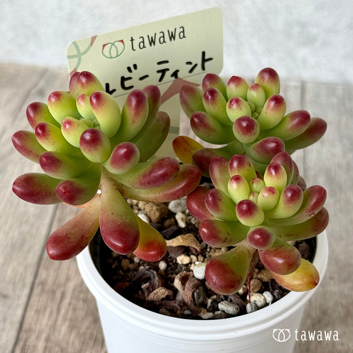 ルビーティント【tawawaハウス苗】 – 多肉植物の通販・販売サイト tawawa