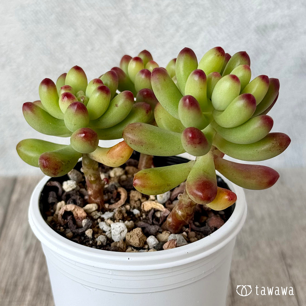 *新発売* ルビーティント【tawawaハウス苗】