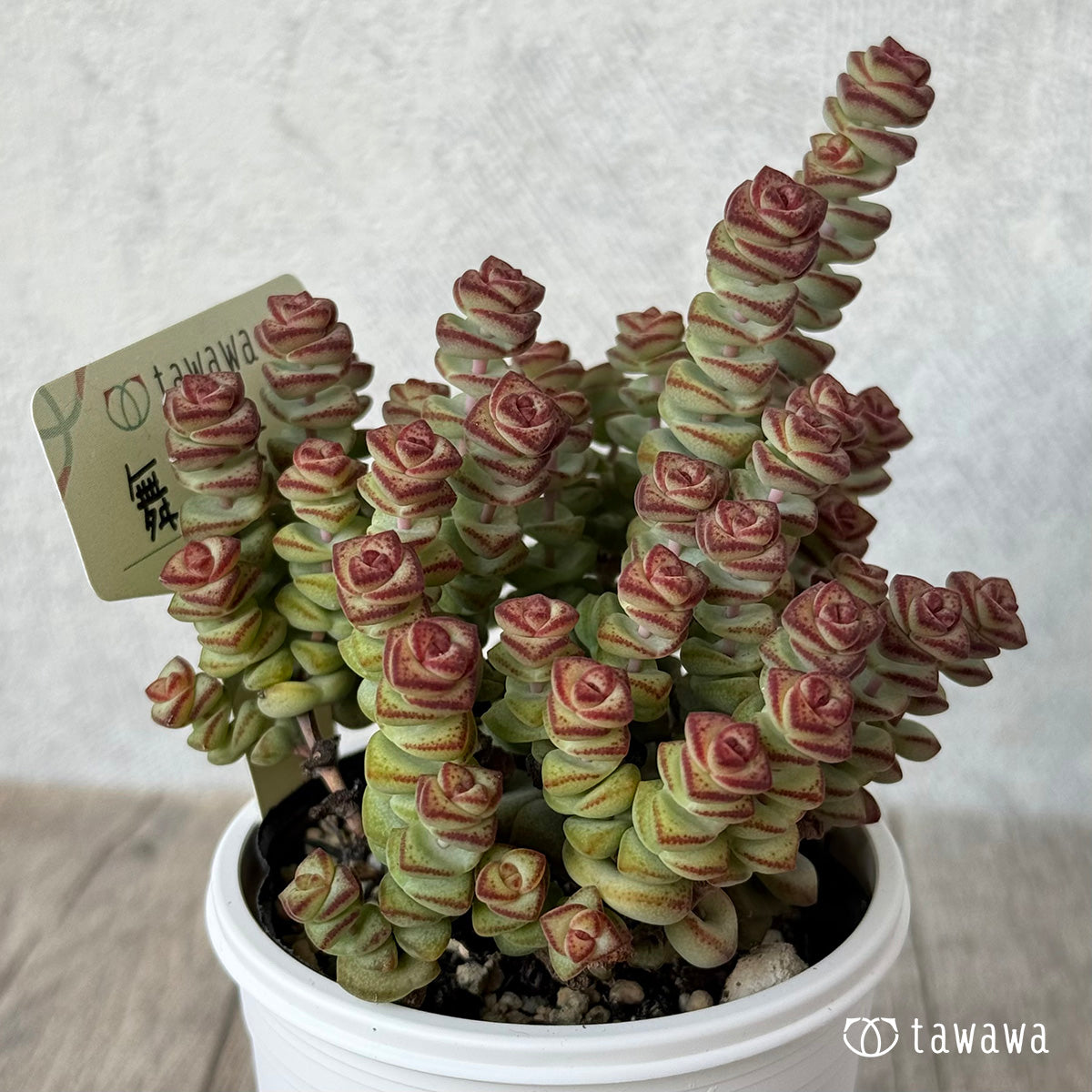 *新発売* 舞乙女【tawawaハウス苗】