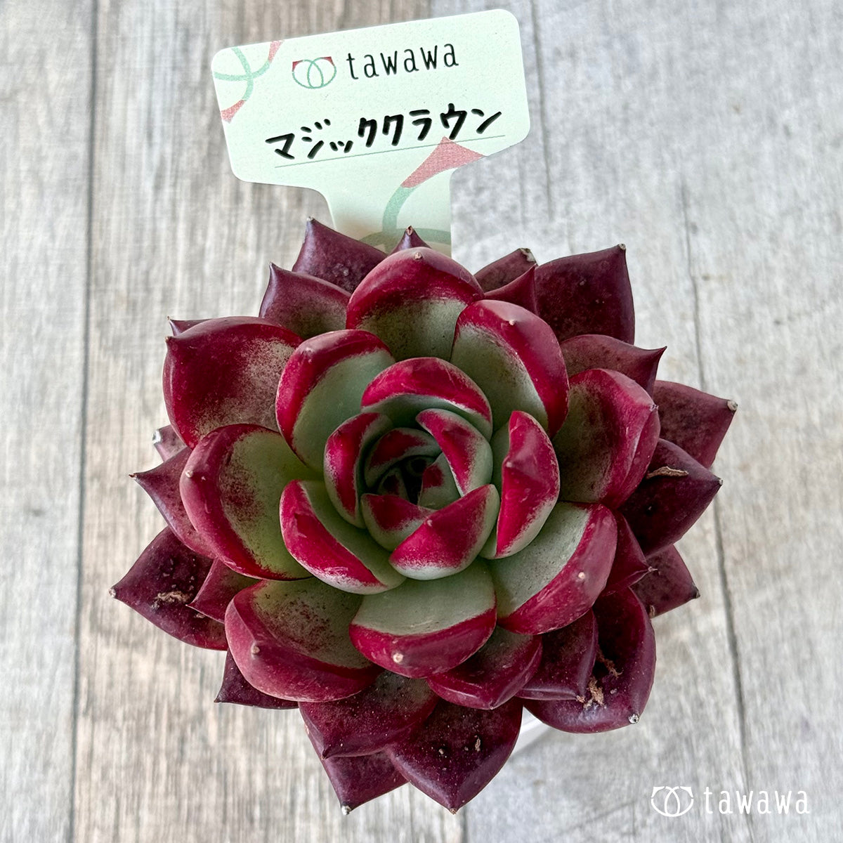 매직 크라운 (에어 매직 모종)