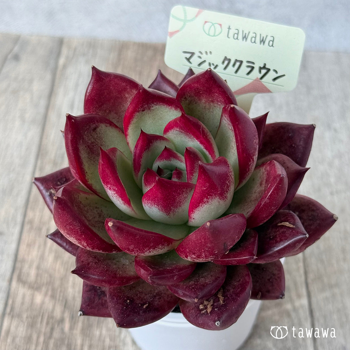 매직 크라운 (에어 매직 모종)