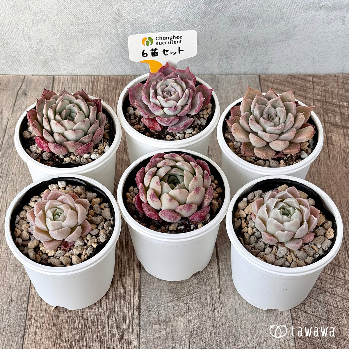 *新発売* 6苗セット(チャンヒー農園)【tawawaハウス苗】