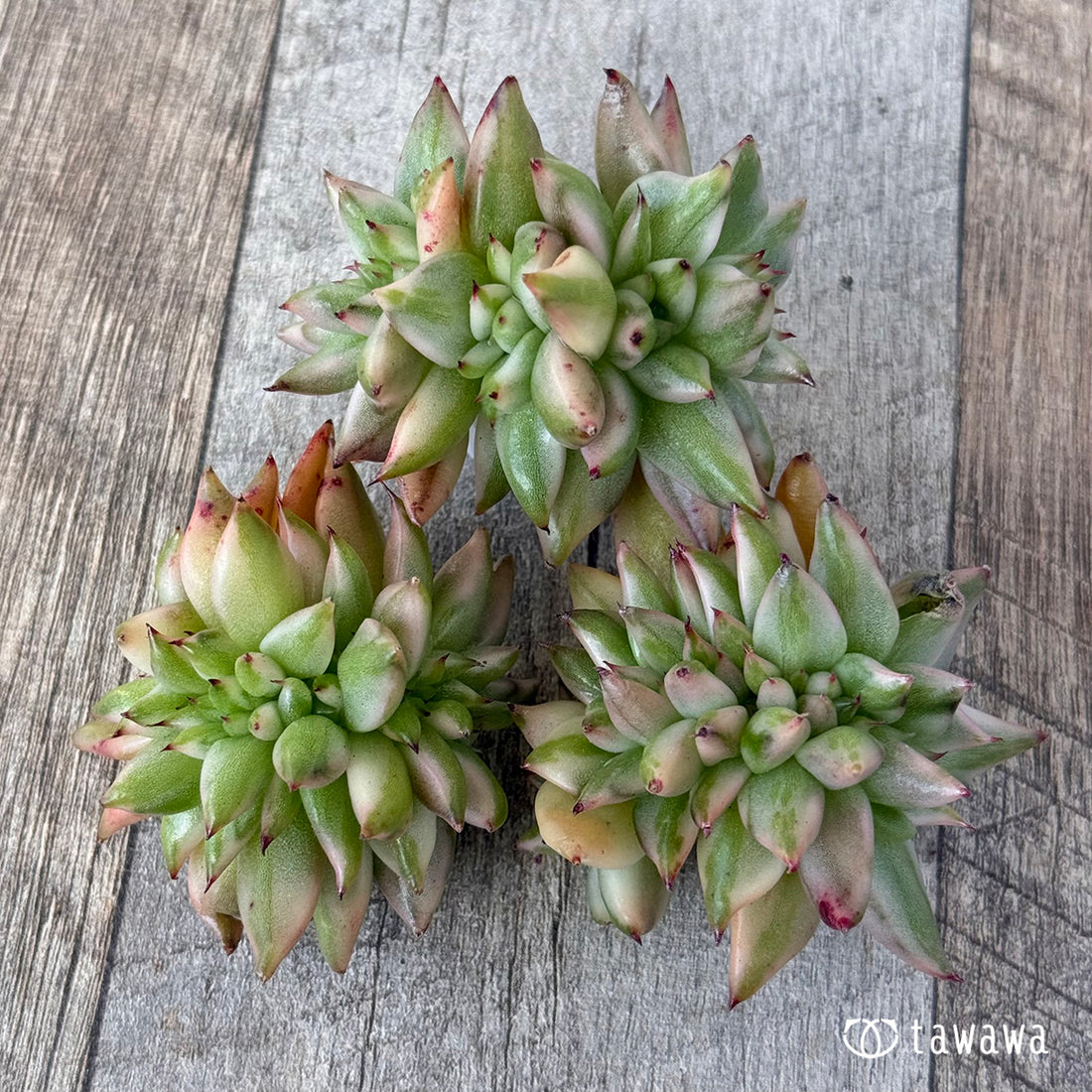 エルクホーン錦綴化